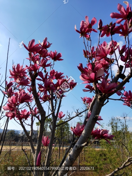 粉色玉蘭花