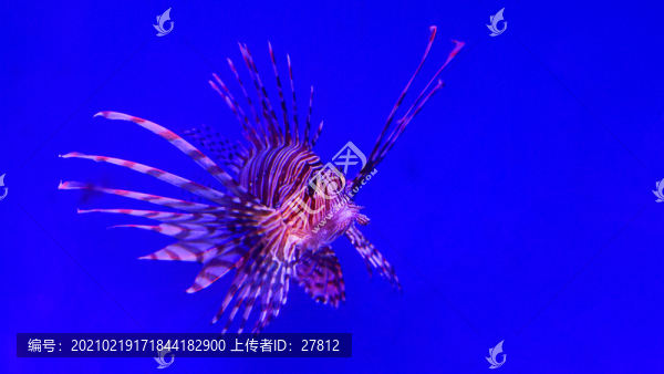 魚