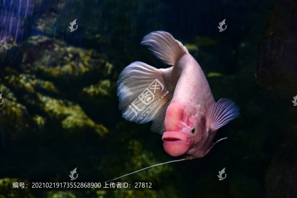 魚