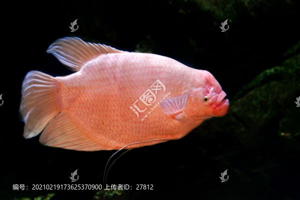 魚