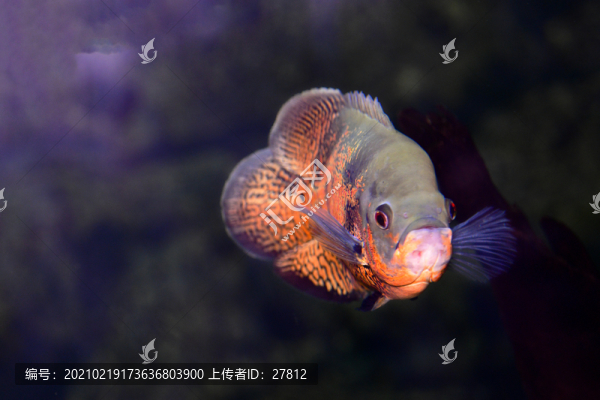 魚(yú)