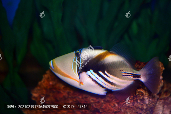 魚