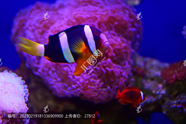 觀賞魚