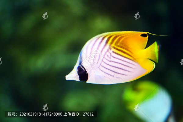 觀賞魚