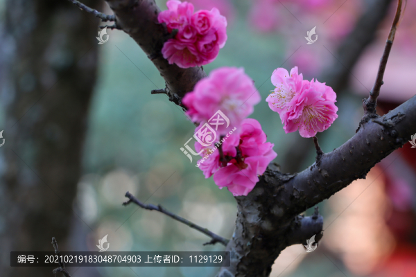 梅花