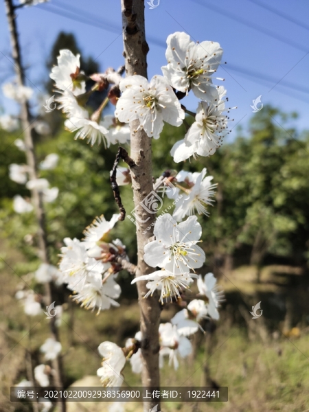 櫻花朵朵開