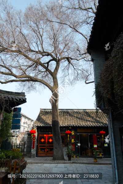 屋舍前的老樹(shù)