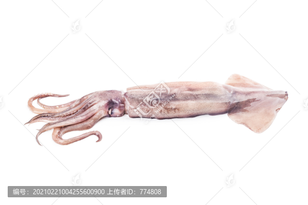 鮮魷魚