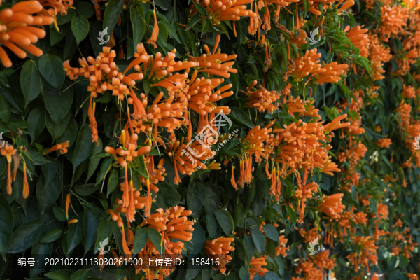 炮仗花