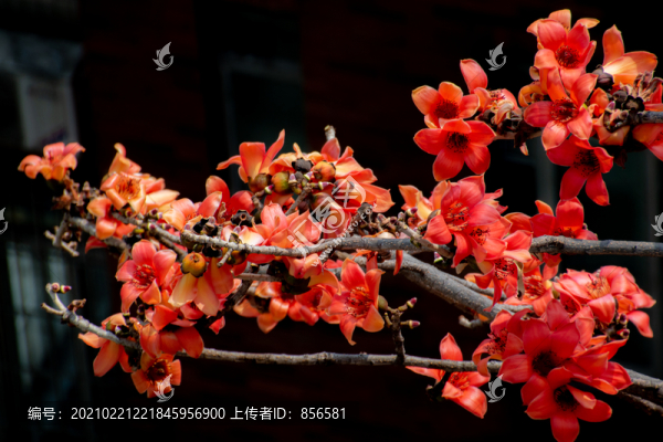 木棉花