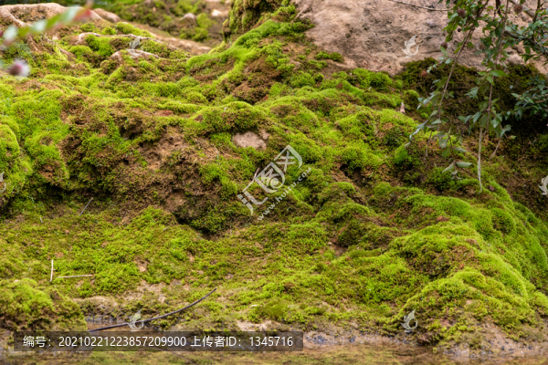 苔蘚地衣
