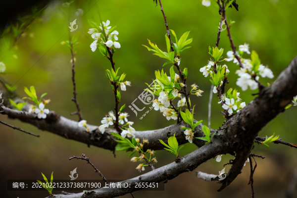 李花