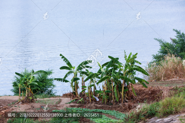 江邊風景