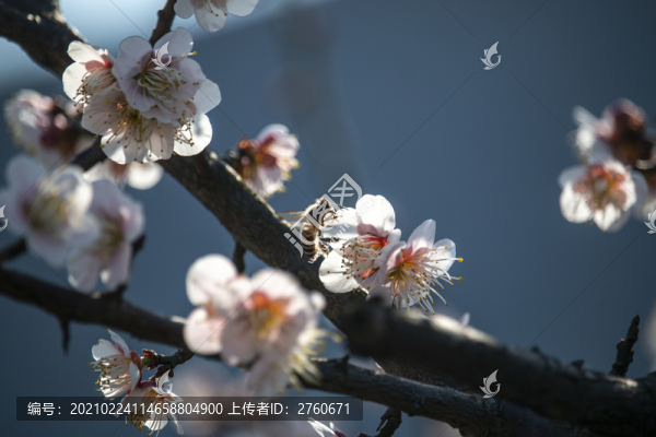 梅花迎春