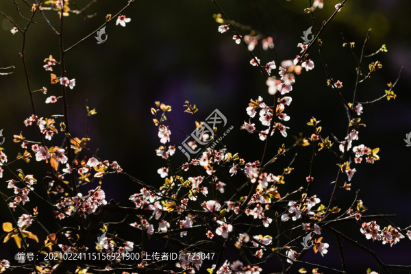 西湖櫻花