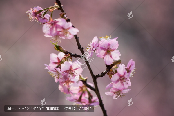 西湖櫻花