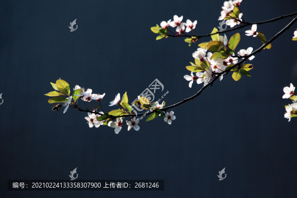 李花