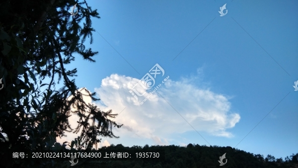 松樹(shù)與藍(lán)天