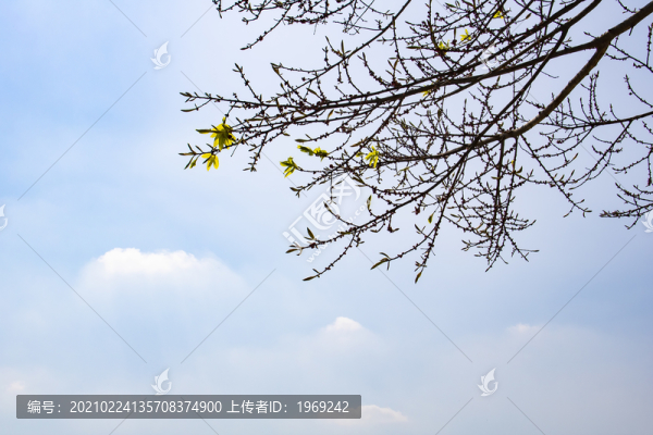 樹與天空