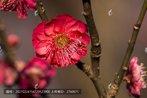紅梅花開