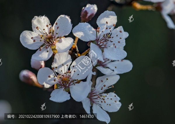 杏花