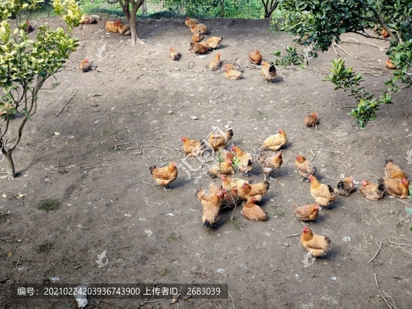 放養(yǎng)土雞