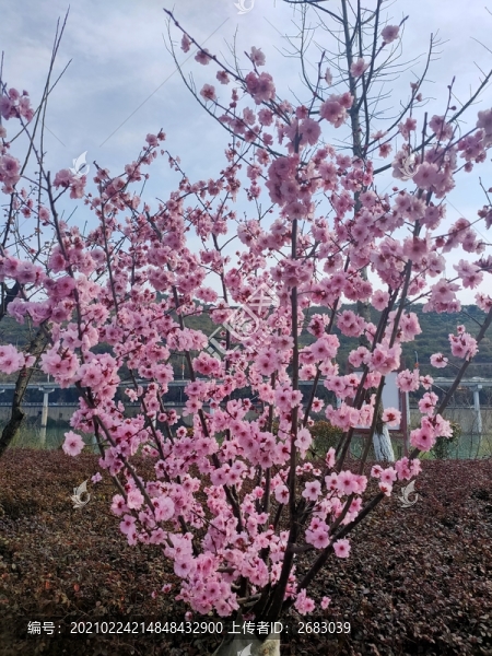 滿樹桃花