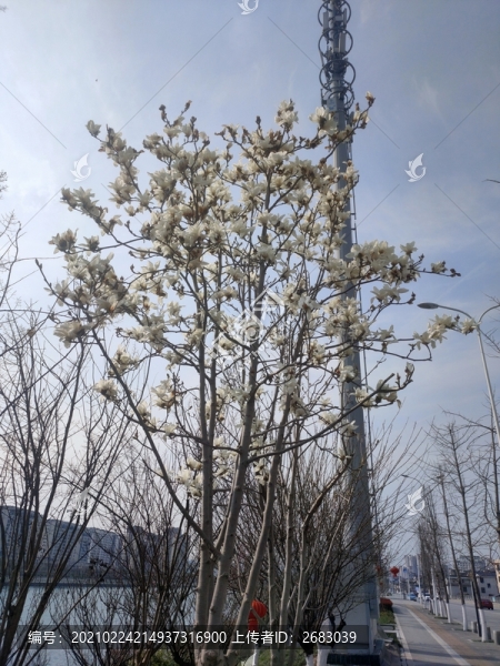白色玉蘭花