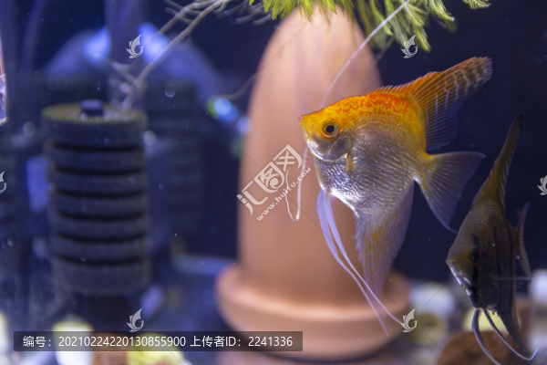 觀賞神仙魚