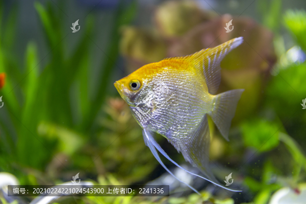 觀賞魚攝影