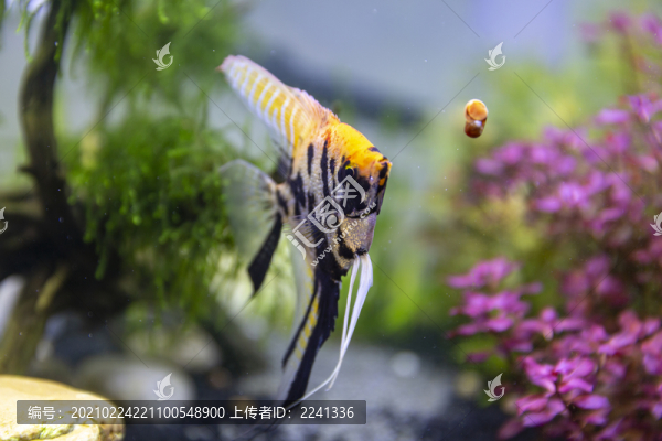 觀賞魚攝影