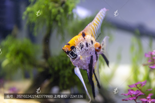 觀賞魚素材