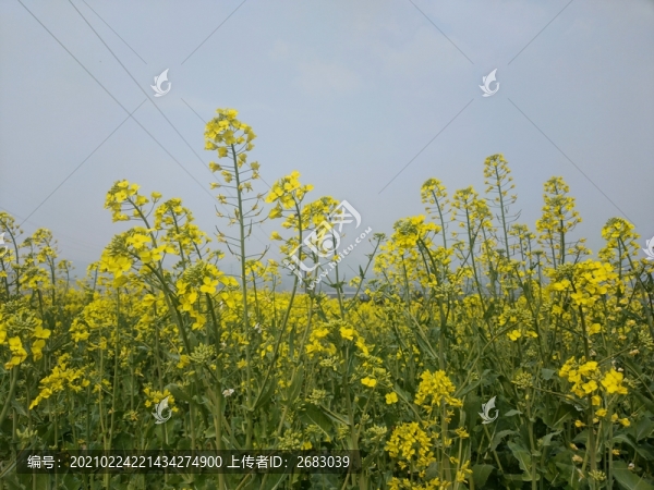 油菜花特寫