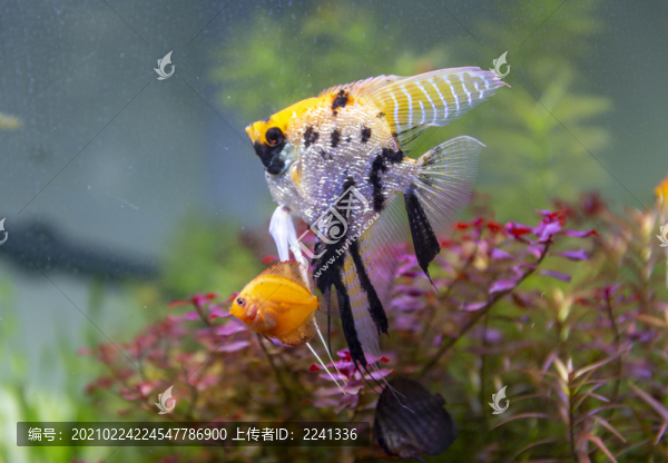 觀賞魚(yú)