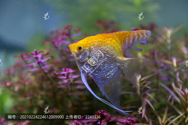 熱帶神仙魚