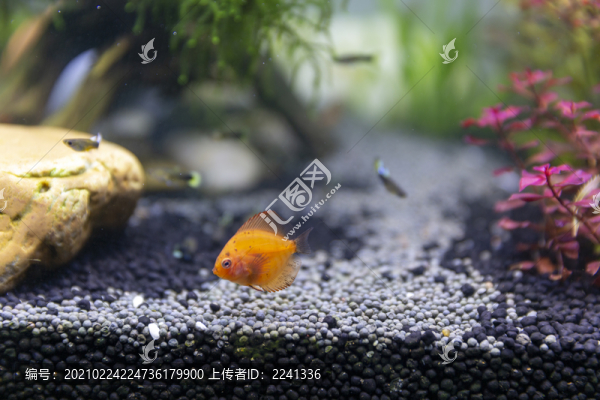 熱帶神仙魚