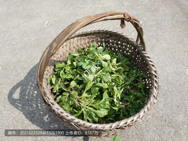 一籮筐農(nóng)家野菜