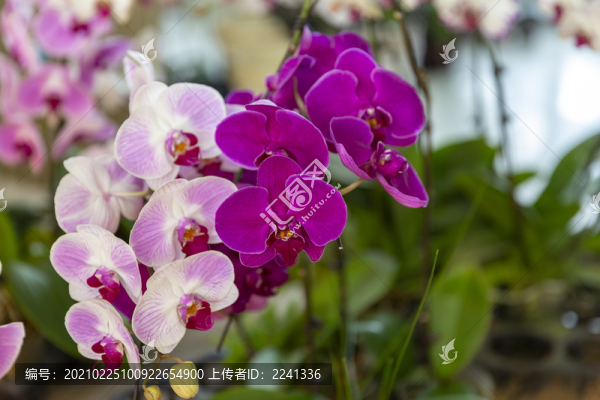 鮮花花卉
