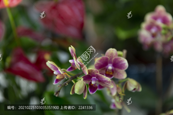 鮮花花卉
