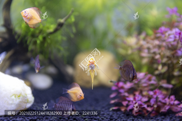水族箱觀賞魚