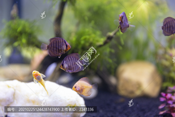 水族箱觀賞魚