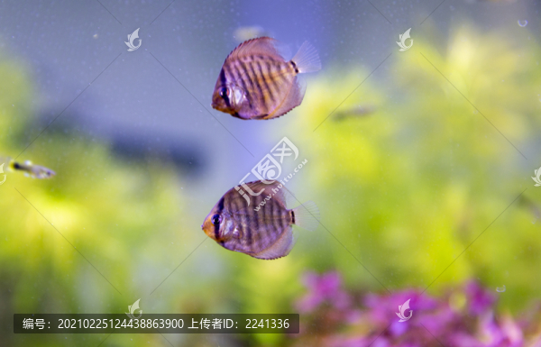 水族箱觀賞魚
