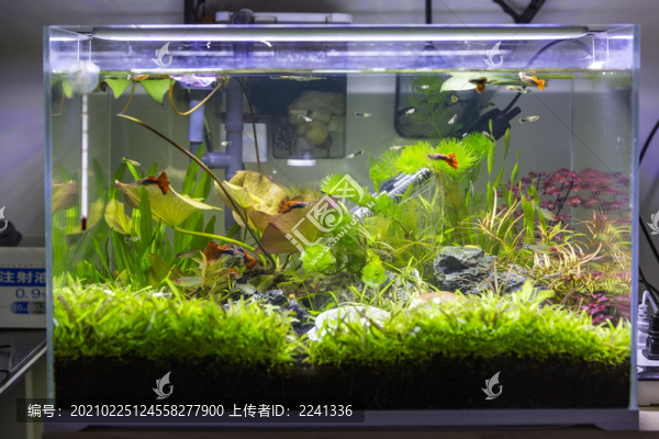 水族箱觀賞魚