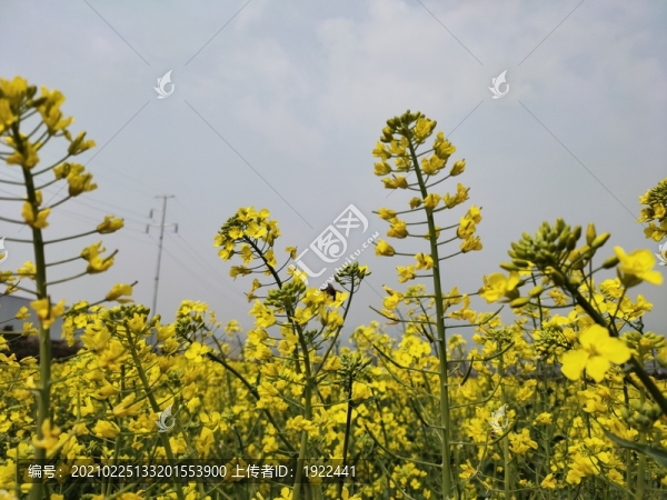 油菜花兒開(kāi)