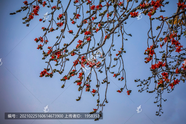 木棉花