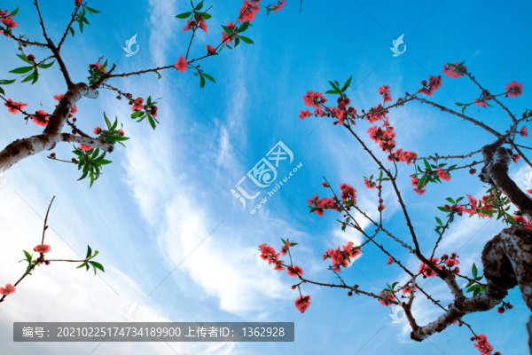 桃源夢境
