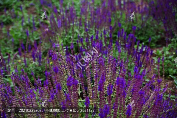 昌平七孔橋花海