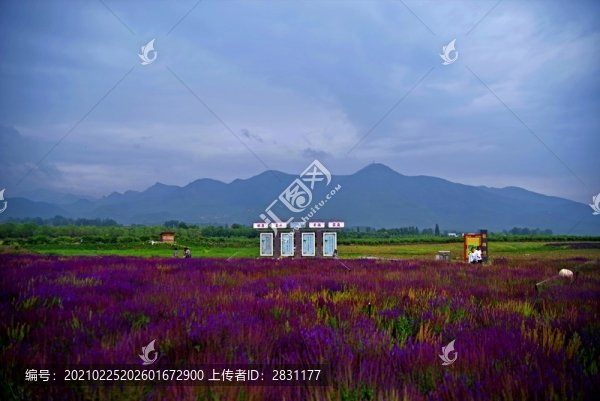昌平七孔橋花海