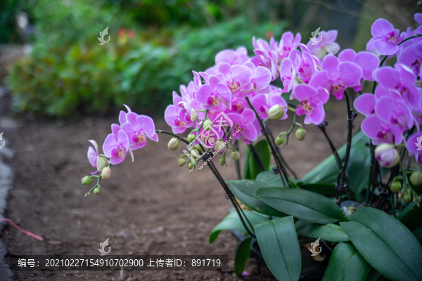蝴蝶蘭