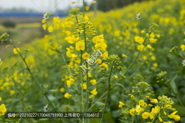 油菜花
